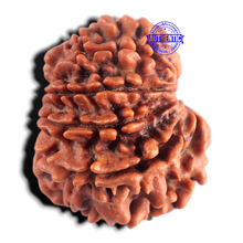 Load image into Gallery viewer, 9 Mukhi Nepalese Rudraksha - Bead No. 485