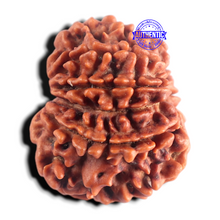Load image into Gallery viewer, 9 Mukhi Nepalese Rudraksha - Bead No. 485