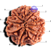 Load image into Gallery viewer, 9 Mukhi Nepalese Rudraksha - Bead No. 486