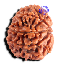 Load image into Gallery viewer, 9 Mukhi Nepalese Rudraksha - Bead No. 486