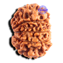 Load image into Gallery viewer, 9 Mukhi Nepalese Rudraksha - Bead No. 487