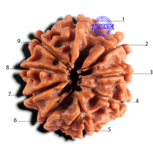 Load image into Gallery viewer, 9 Mukhi Nepalese Rudraksha - Bead No. 488