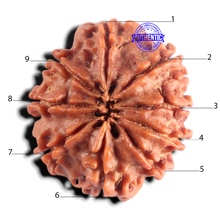 Load image into Gallery viewer, 9 Mukhi Nepalese Rudraksha - Bead No. 490