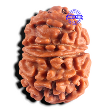 Load image into Gallery viewer, 9 Mukhi Nepalese Rudraksha - Bead No. 491