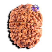Load image into Gallery viewer, 9 Mukhi Nepalese Rudraksha - Bead No. 492