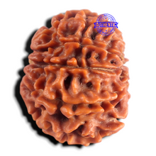 Load image into Gallery viewer, 9 Mukhi Nepalese Rudraksha - Bead No. 493