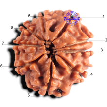 Load image into Gallery viewer, 9 Mukhi Nepalese Rudraksha - Bead No. 494