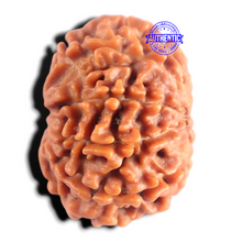Load image into Gallery viewer, 9 Mukhi Nepalese Rudraksha - Bead No. 494