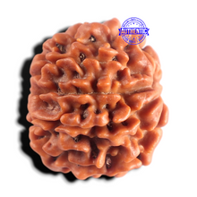 Load image into Gallery viewer, 9 Mukhi Nepalese Rudraksha - Bead No. 495