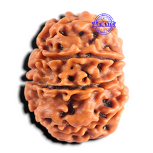 Load image into Gallery viewer, 9 Mukhi Ganesh Nepalese Rudraksha - Bead No. 496