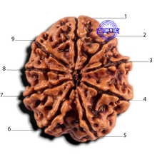 Load image into Gallery viewer, 9 Mukhi Nepalese Rudraksha - Bead No. 464
