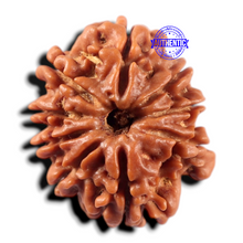 Load image into Gallery viewer, 9 Mukhi Nepalese Rudraksha - Bead No. 470