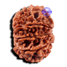Load image into Gallery viewer, 9 Mukhi Nepalese Rudraksha - Bead No. 471