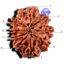 Load image into Gallery viewer, 9 Mukhi Nepalese Rudraksha - Bead No. 472