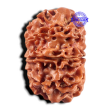 Load image into Gallery viewer, 9 Mukhi Nepalese Rudraksha - Bead No. 472