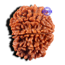 Load image into Gallery viewer, 9 Mukhi Nepalese Rudraksha - Bead No. 473