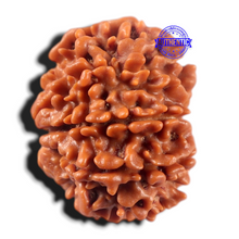 Load image into Gallery viewer, 9 Mukhi Nepalese Rudraksha - Bead No. 473