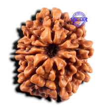 Load image into Gallery viewer, 9 Mukhi Nepalese Rudraksha - Bead No. 475
