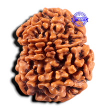 Load image into Gallery viewer, 9 Mukhi Nepalese Rudraksha - Bead No. 475