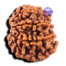 Load image into Gallery viewer, 9 Mukhi Nepalese Rudraksha - Bead No. 475