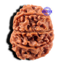 Load image into Gallery viewer, 9 Mukhi Nepalese Rudraksha - Bead No. 476