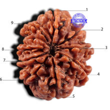 Load image into Gallery viewer, 9 Mukhi Nepalese Rudraksha - Bead No. 477