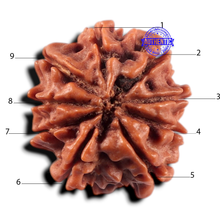 Load image into Gallery viewer, 9 Mukhi Nepalese Rudraksha - Bead No. 478