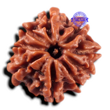 Load image into Gallery viewer, 9 Mukhi Nepalese Rudraksha - Bead No. 478