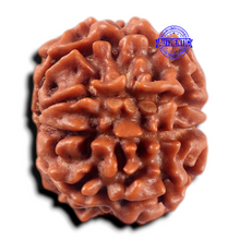 Load image into Gallery viewer, 9 Mukhi Nepalese Rudraksha - Bead No. 478