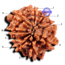 Load image into Gallery viewer, 9 Mukhi Nepalese Rudraksha - Bead No. 479