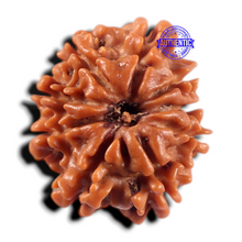 Load image into Gallery viewer, 9 Mukhi Nepalese Rudraksha - Bead No. 479