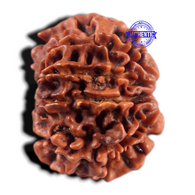 Load image into Gallery viewer, 9 Mukhi Nepalese Rudraksha - Bead No. 480
