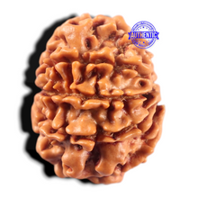 Load image into Gallery viewer, 9 Mukhi Nepalese Rudraksha - Bead No. 481