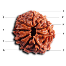 Load image into Gallery viewer, 9 Mukhi Nepalese Rudraksha - Bead No. 430