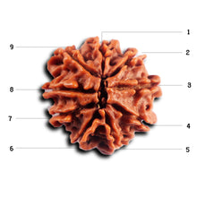 Load image into Gallery viewer, 9 Mukhi Nepalese Rudraksha - Bead No. 431