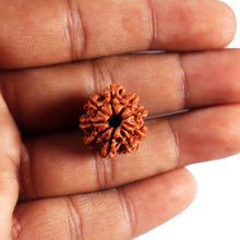 Load image into Gallery viewer, 9 Mukhi Nepalese Rudraksha - Bead No. 431