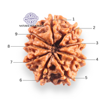 Load image into Gallery viewer, 9 Mukhi Nepalese Rudraksha - Bead No. 451