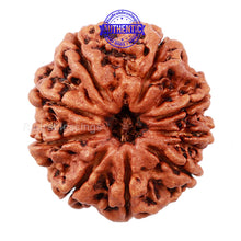 Load image into Gallery viewer, 9 Mukhi Nepalese Rudraksha - Bead No. 128