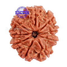 Load image into Gallery viewer, 9 Mukhi Nepalese Rudraksha - Bead No 163