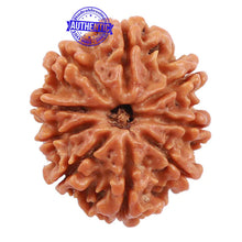 Load image into Gallery viewer, 9 Mukhi Nepalese Rudraksha - Bead No. 172