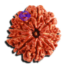 Load image into Gallery viewer, 9 Mukhi Nepalese rudraksha - Bead No. 309
