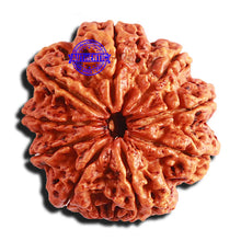 Load image into Gallery viewer, 9 Mukhi Nepalese rudraksha - Bead No. 310