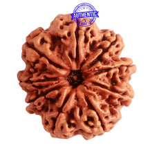 Load image into Gallery viewer, 9 Mukhi Nepalese Rudraksha - Bead No. 320