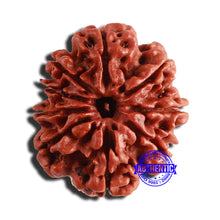 Load image into Gallery viewer, 9 Mukhi Nepalese Rudraksha - Bead No. 343