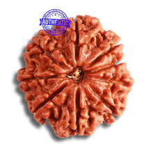 Load image into Gallery viewer, 9 Mukhi Nepalese Rudraksha - Bead No. 370