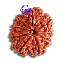 Load image into Gallery viewer, 9 Mukhi Nepalese Rudraksha - Bead No. 373