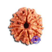 Load image into Gallery viewer, 9 Mukhi Nepalese Rudraksha - Bead No. 395