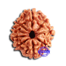 Load image into Gallery viewer, 9 Mukhi Nepalese Rudraksha - Bead No. 400
