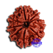 Load image into Gallery viewer, 9 Mukhi Nepalese Rudraksha - Bead No. 409