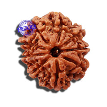 Load image into Gallery viewer, 9 Mukhi Nepalese Rudraksha - Bead No 142